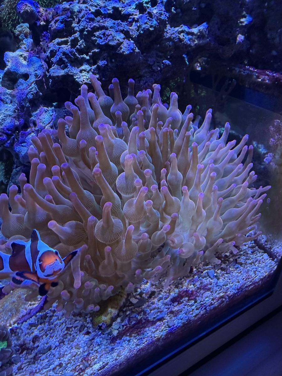 Ultra rainbow bubble-tip anemones