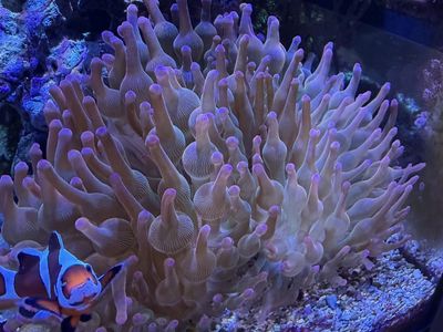 Ultra rainbow bubble-tip anemones