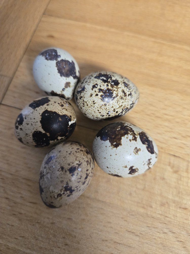 Fresh Quail Eggs - Naturally Spotted, Farm Fresh (5 Count)