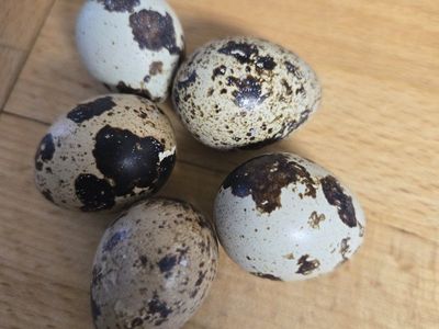 Fresh Quail Eggs - Naturally Spotted, Farm Fresh (5 Count)
