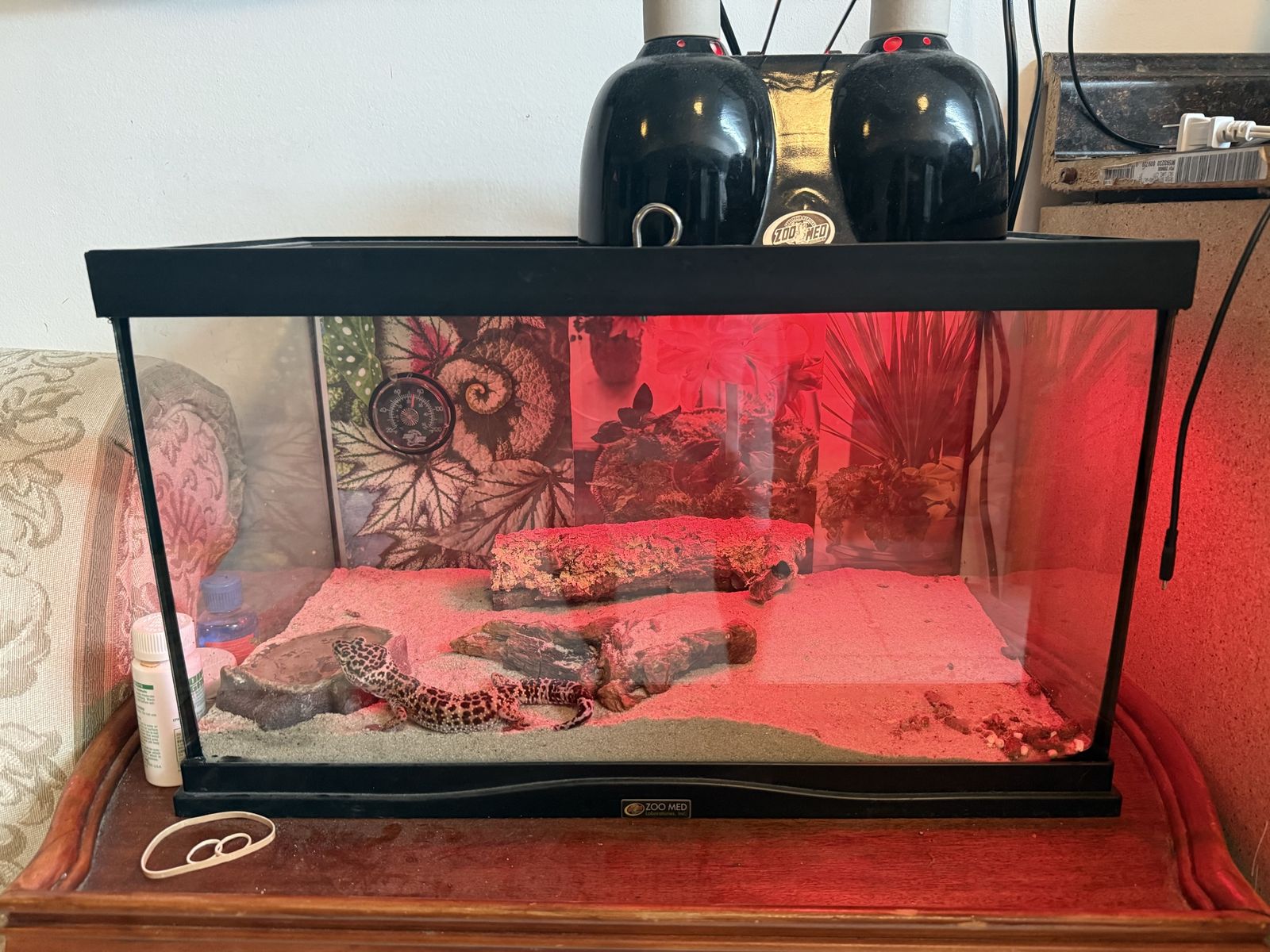 Leopard Gecko + Complete 20 Gallon Habitat