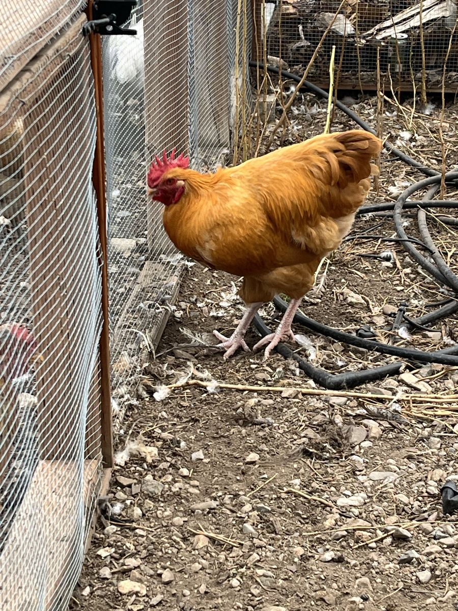 Free Rooster