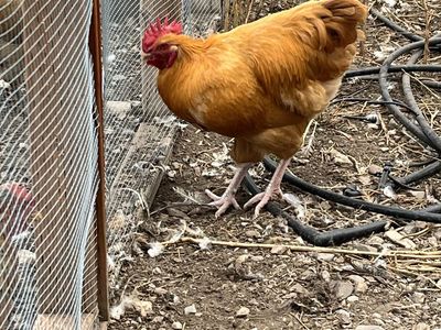 Free Rooster