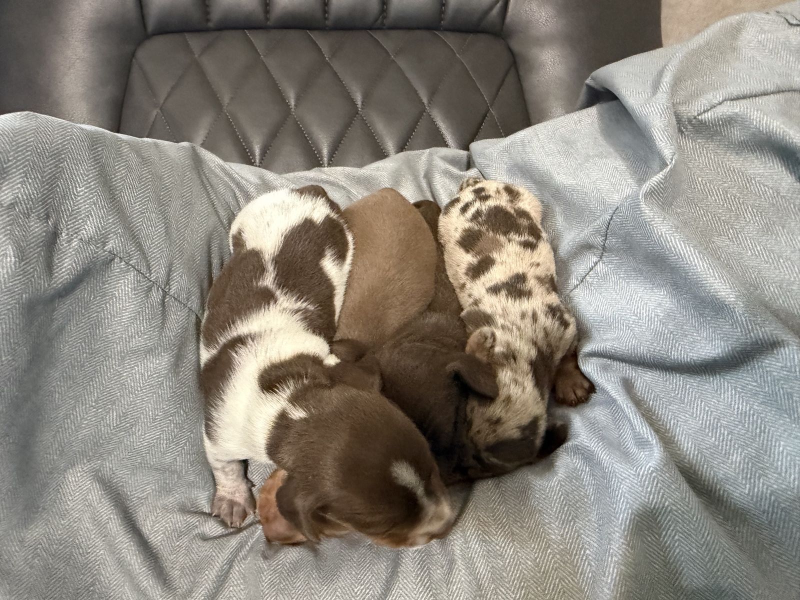 Miniature Dachshund Puppies