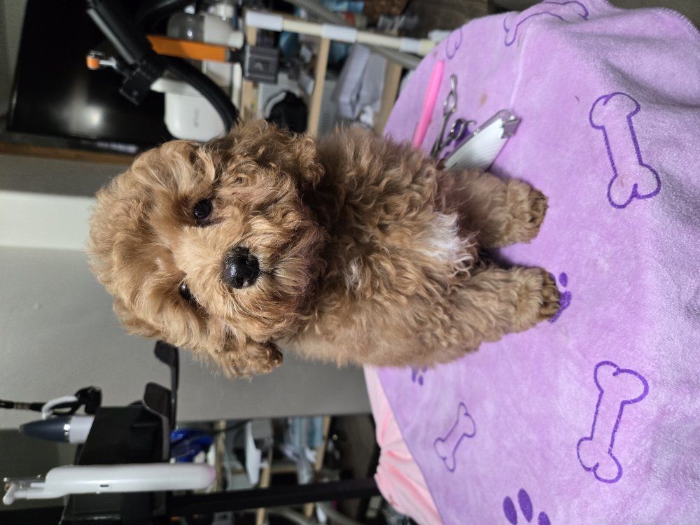 Pure Toy Poodle