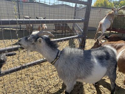 Breed! Blue eyed doe goats