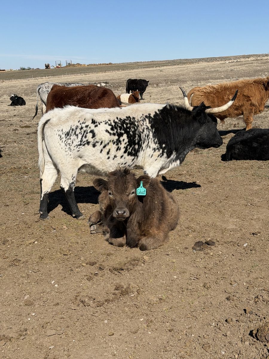 Mini longhorn