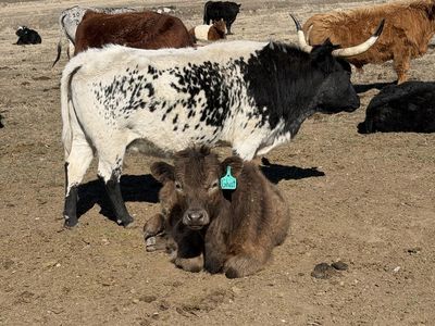 Mini longhorn
