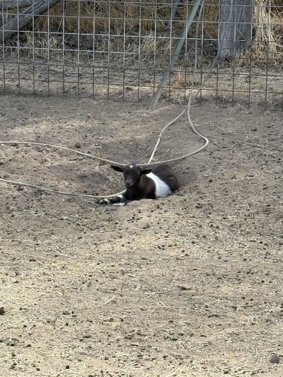 Pygmy goat Doeling