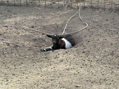 Pygmy goat Doeling