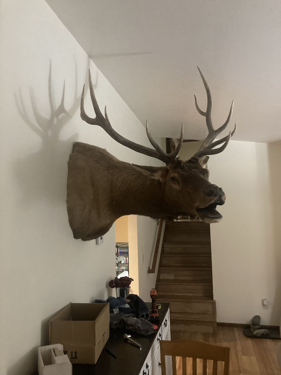 6x6 Bugling Elk Mount