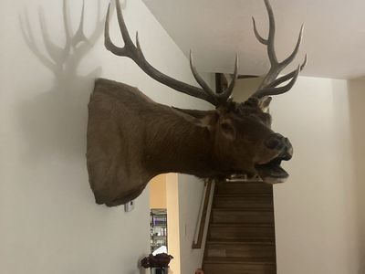 6x6 Bugling Elk Mount
