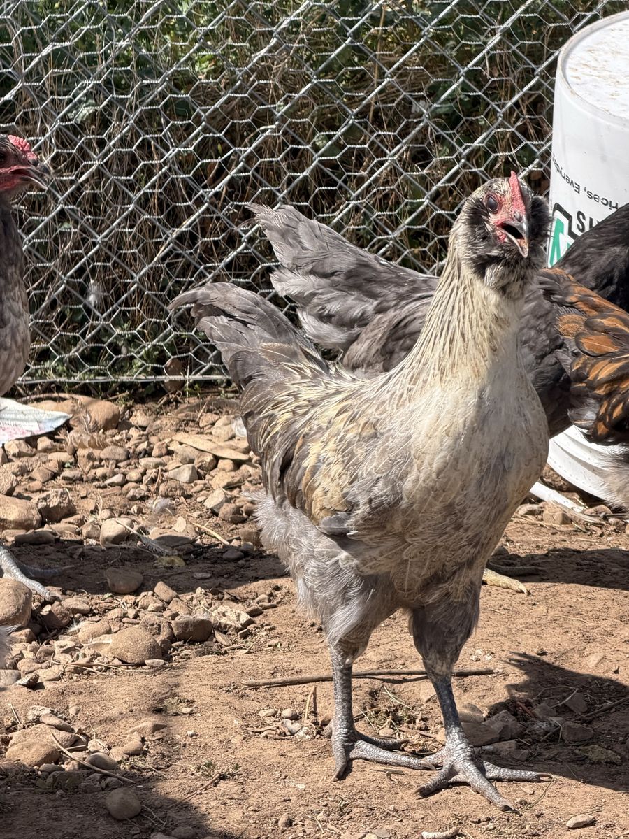 Olive egger roosters