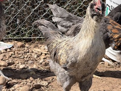 Olive egger roosters