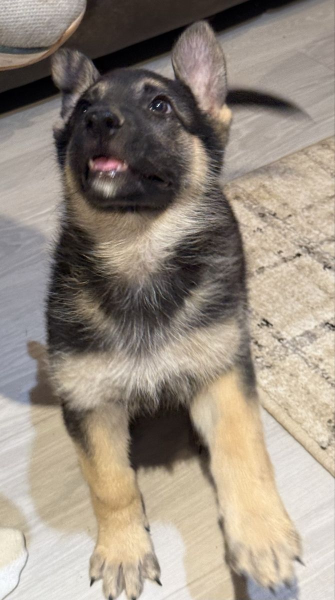 AKC German Shepherd Puppy 