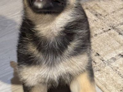 AKC German Shepherd Puppy