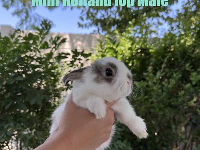 Mini Holland Lop Male Bunnies