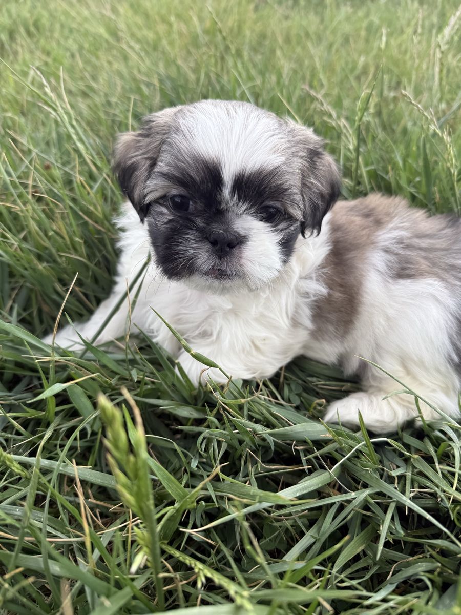 Shih Tzu puppies