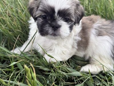 Shih Tzu puppies