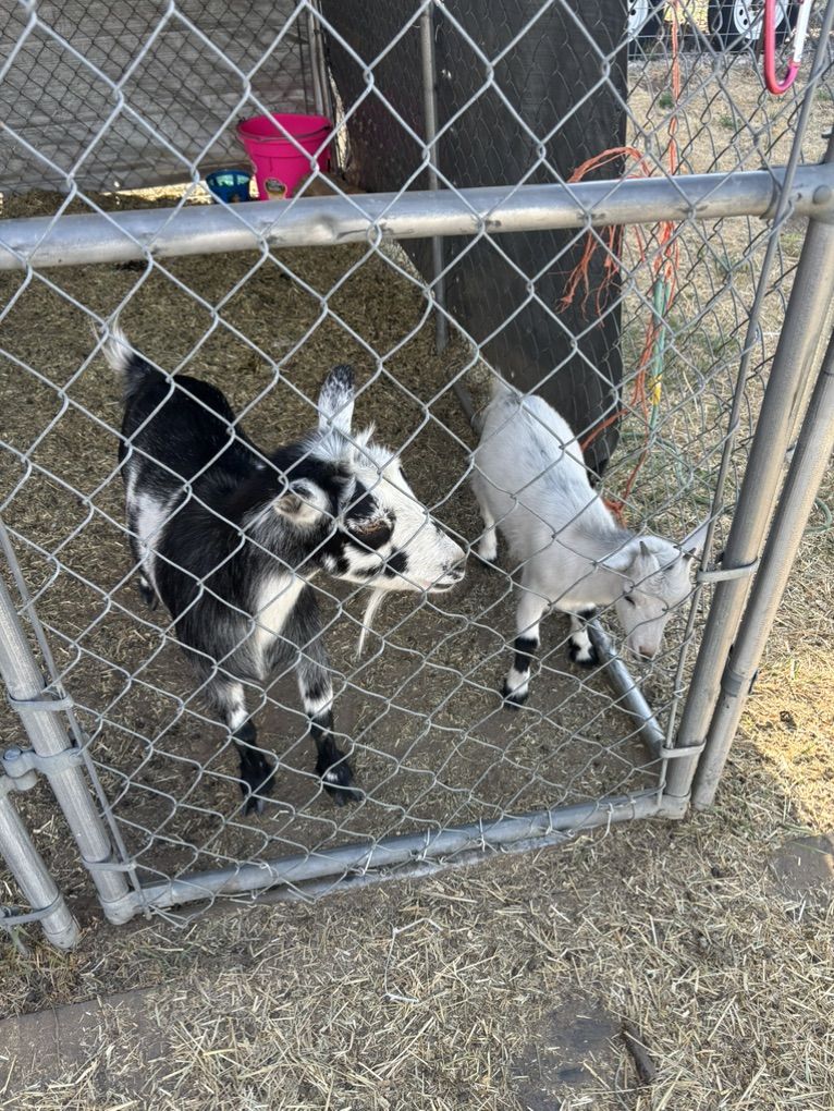 Two Female Goats