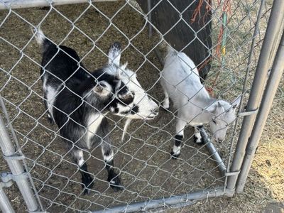 Two Female Goats