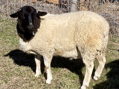 Dorper Ram