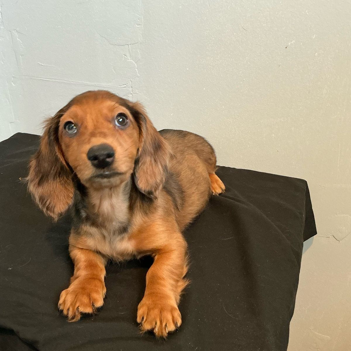 Dachshund puppies