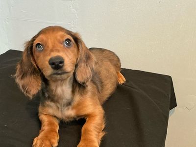 Dachshund puppies