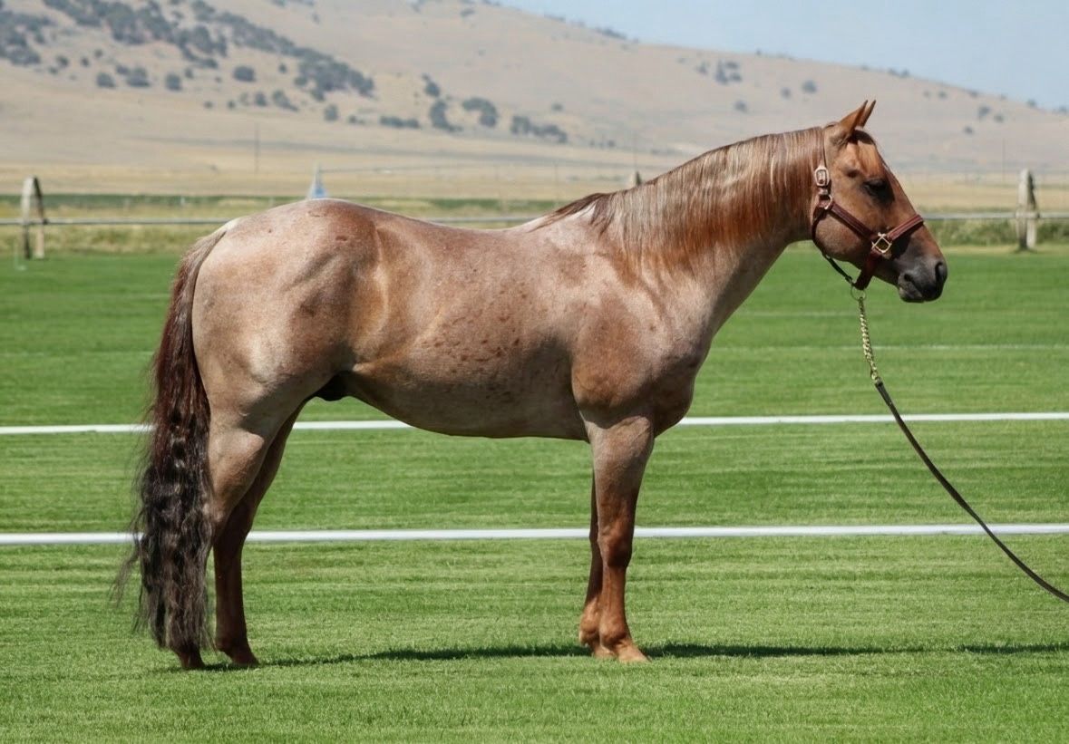 2019 AQHA Metallic Malice Stallion – Bruno Marz