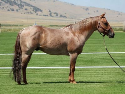 2019 AQHA Metallic Malice Stallion – Bruno Marz