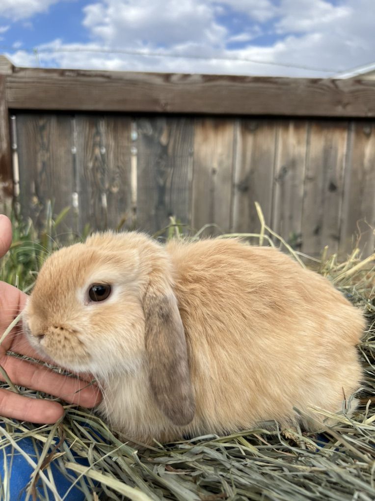 Pedigreed Holland Lop Buck