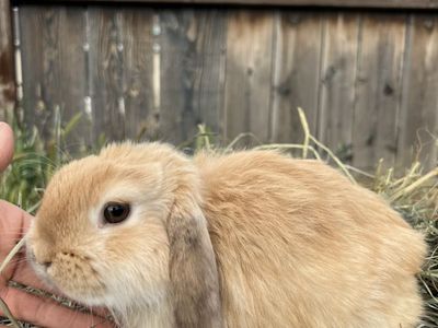 Pedigreed Holland Lop Buck