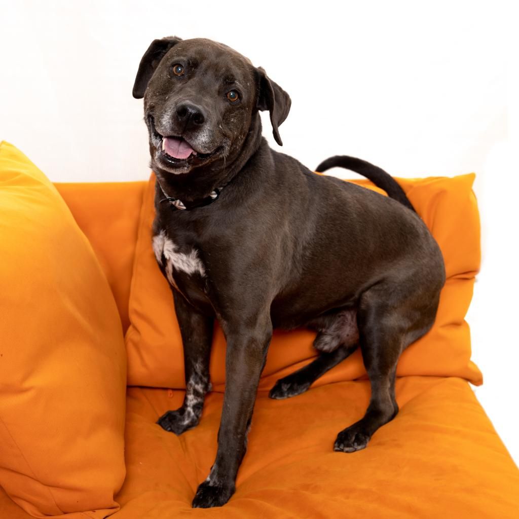 Hello my name is T-Rex