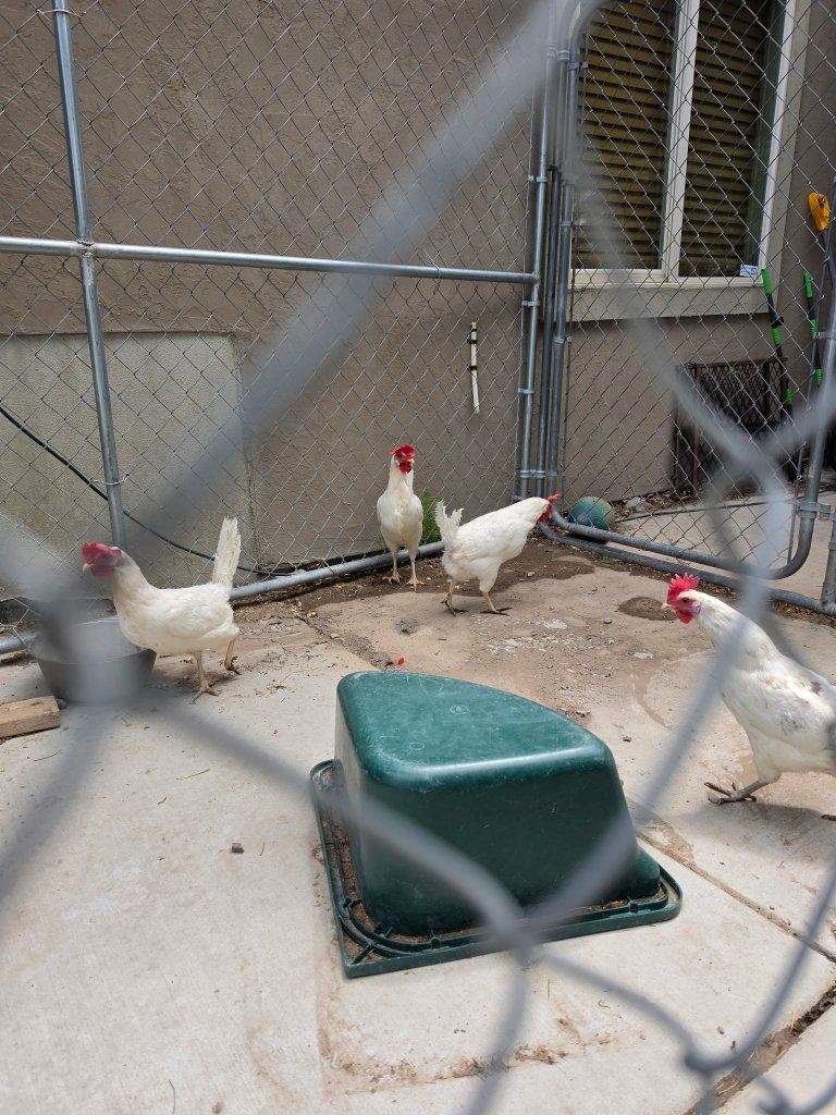 4 laying hens