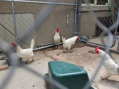 4 laying hens