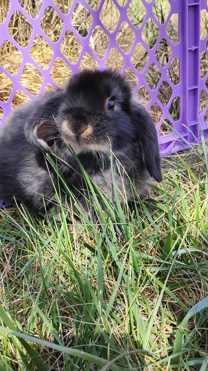 Holland Lop Bunny