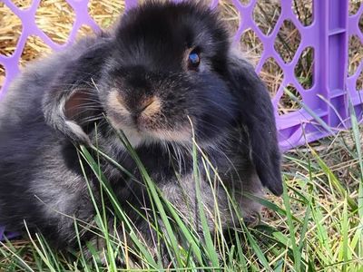 Holland Lop Bunny