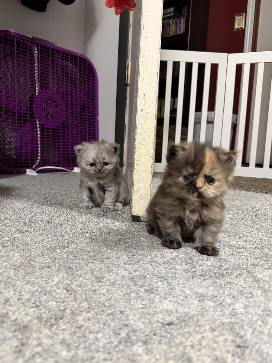 Adorable Persian Kittens Looking for Forever Homes