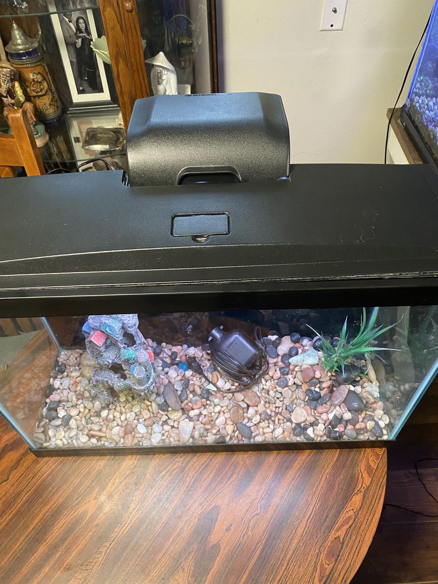 Fish Aquarium