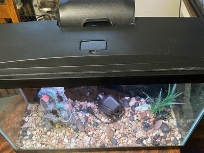 Fish Aquarium