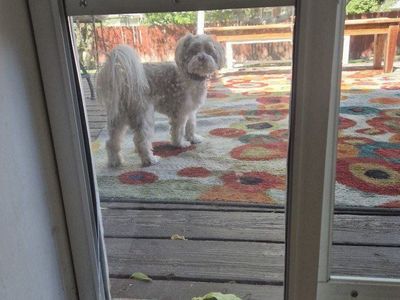 Pet Door