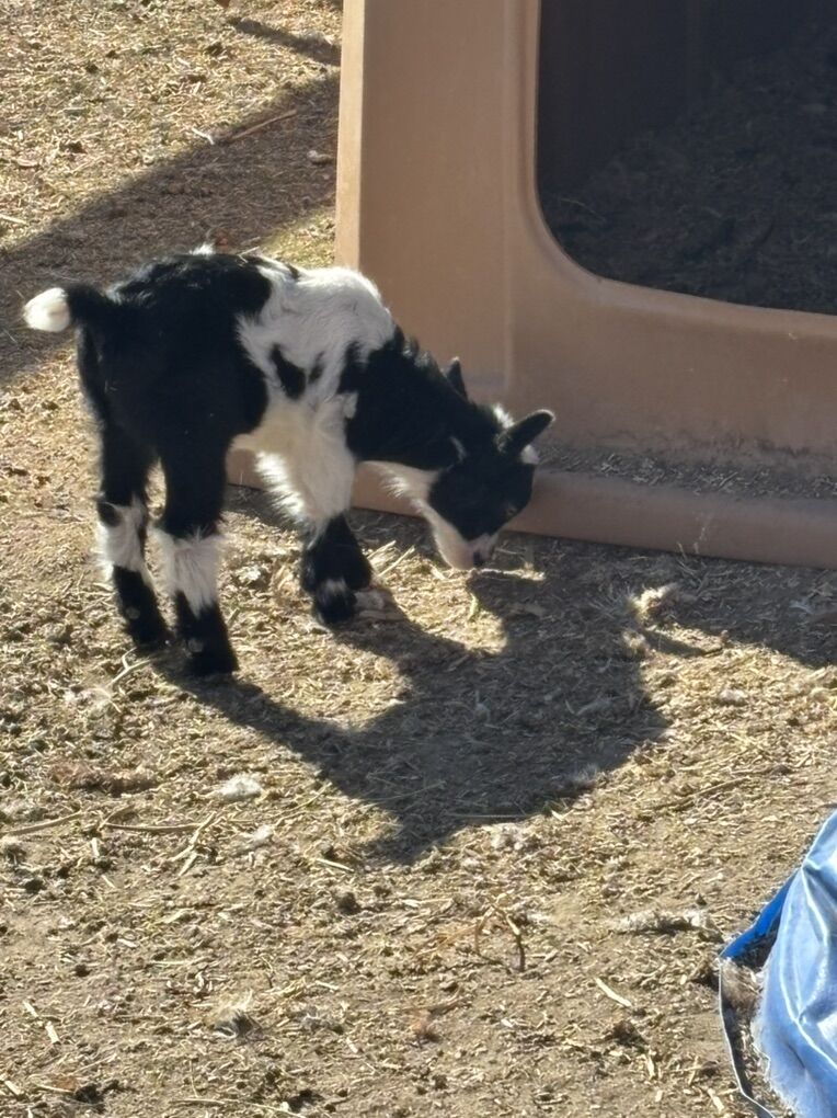 Baby Pygmy Goats