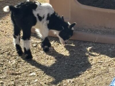 Baby Pygmy Goats