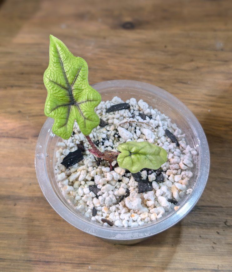 Alocasia Jacklyn Pup