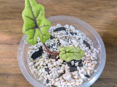 Alocasia Jacklyn Pup