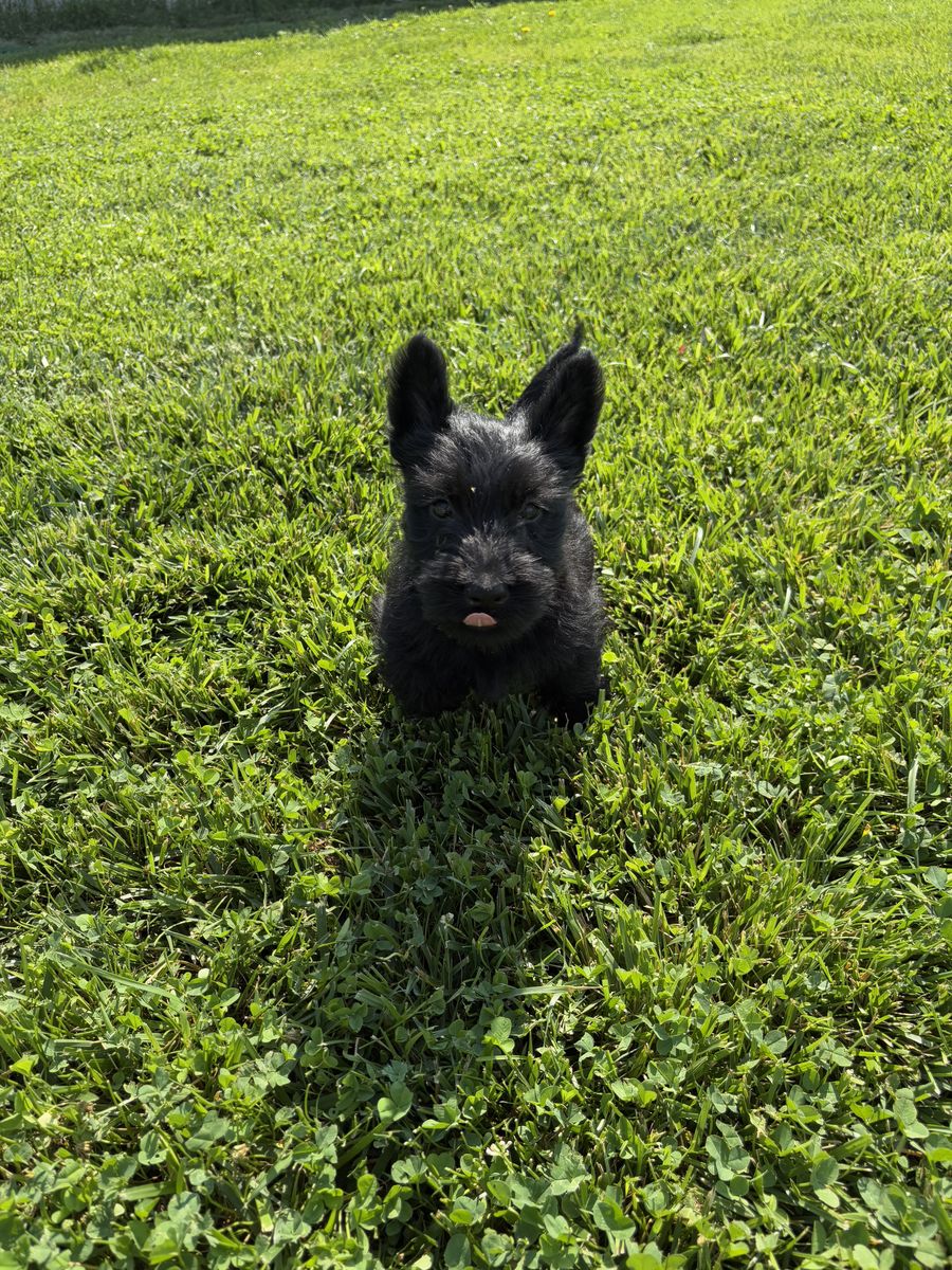 Scottish Terrier Puppies