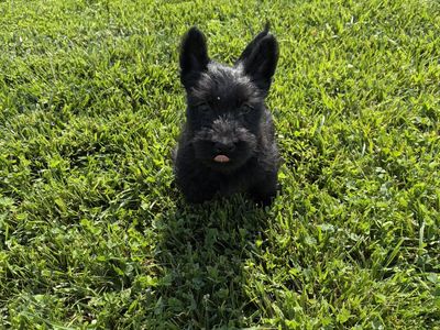 Scottish Terrier Puppies
