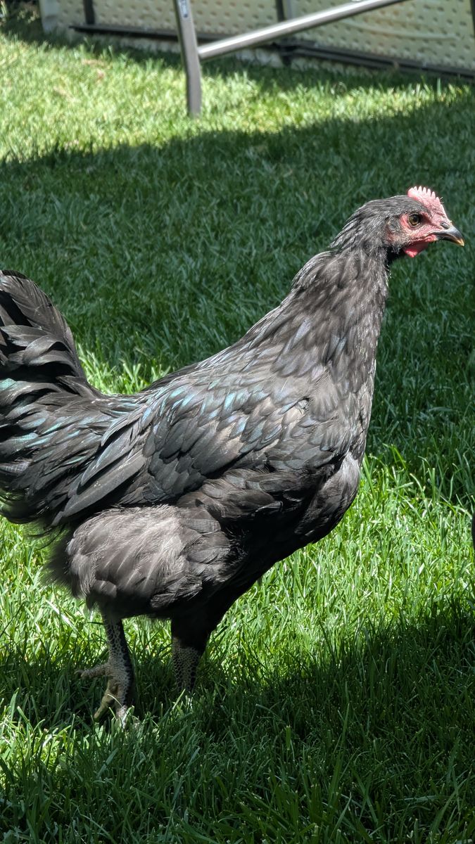 FREE Black Australorp Rooster - 3 months old