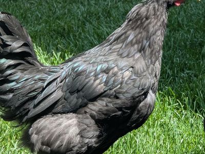 FREE Black Australorp Rooster - 3 months old