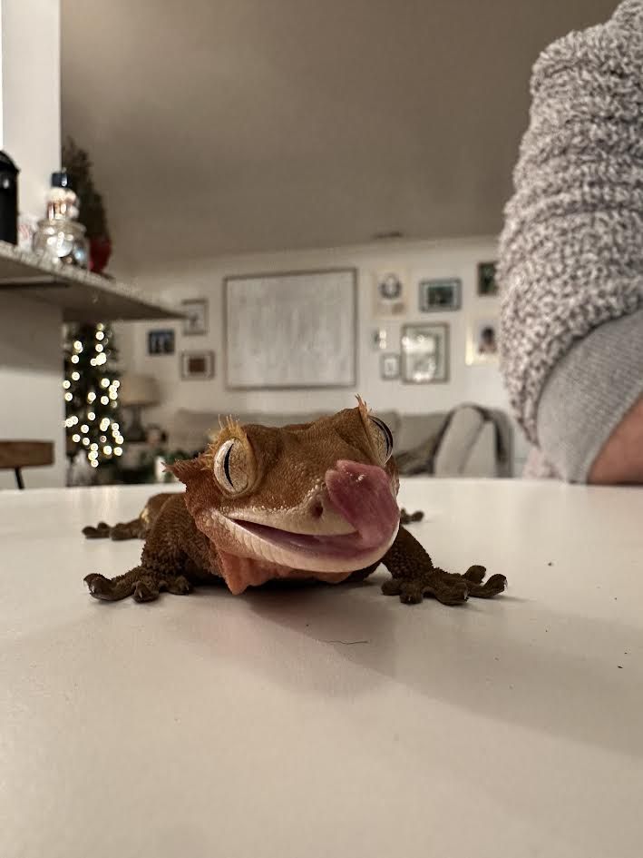 Crested Gecko + Fully Established Bioactive Setup